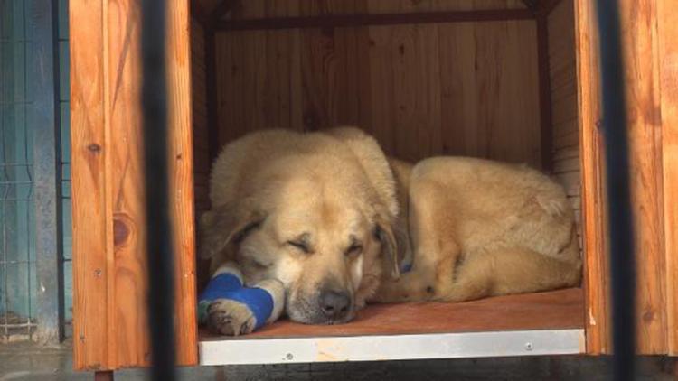 Büyükçekmecede otomobilin arkasına bağlanıp sürüklenen köpek sahiplendirildi