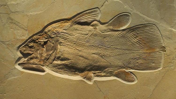 Çölün ortasında 12 bin yıllık balık fosilleri bulundu