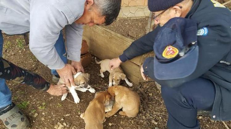 Foseptik çukuruna düşen yavru köpekler kurtarıldı