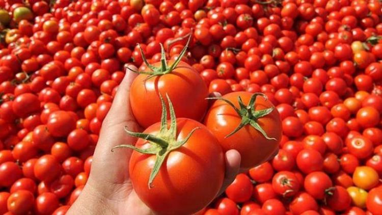 Rusya, Türkiyeden domates ithalat kotasını artırdı