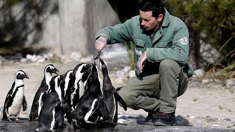 Penguenler yumurtlamaya başladı