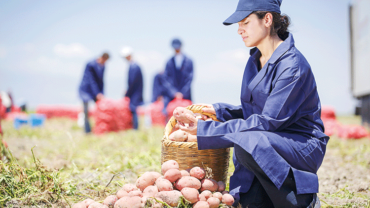 Sözleşmeli çiftçi sayısı 1000’i aştı