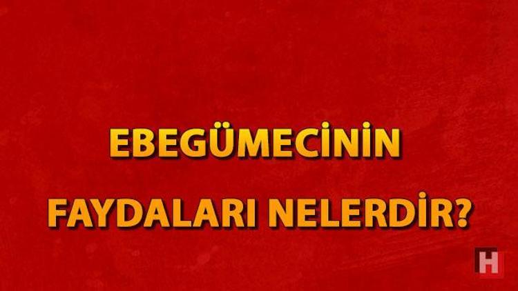 Ebegümecinin faydaları nelerdir Ebegümeci çayı neye iyi gelir