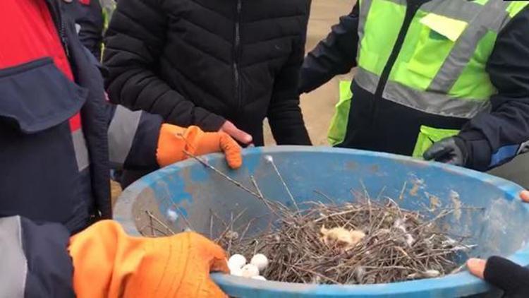 Belediye ekipleri yavru güvercinleri kurtardı