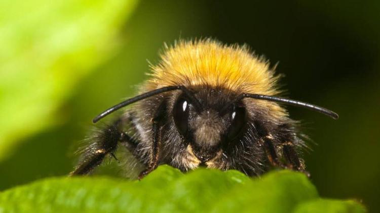 Böcek ilaçları, yaban arısı yavrularının beyninde kalıcı hasara yol açıyor