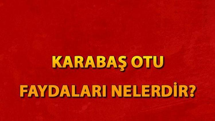 Karabaş otu faydaları nelerdir Karabaş otu çayı neye iyi gelir