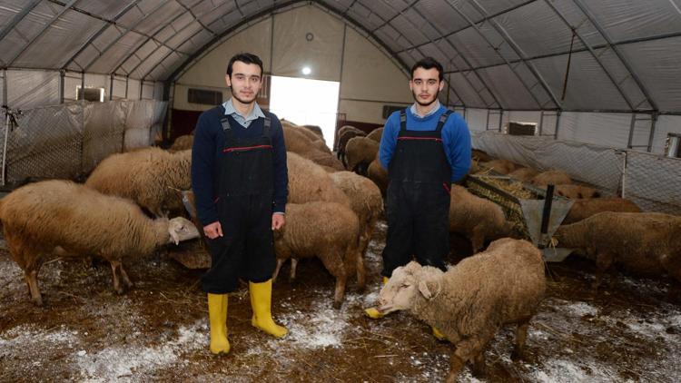 İkizlerin çobanlık hayali gerçek oldu