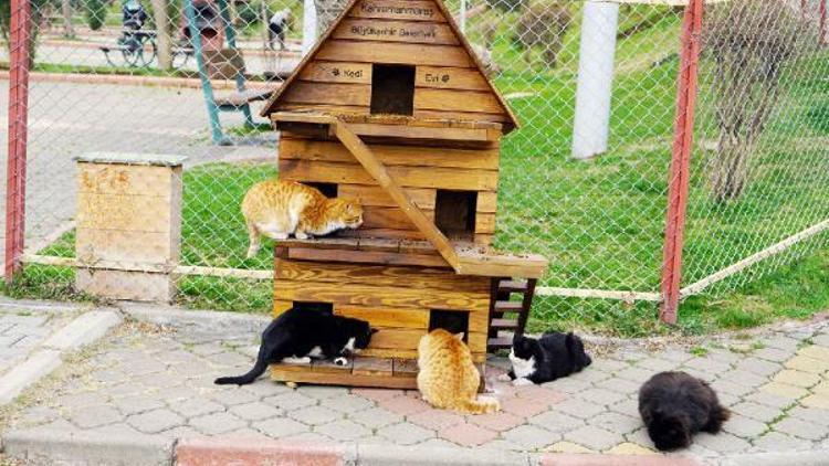 Kahramanmaraşta sokak kedileri ev sahibi oldu