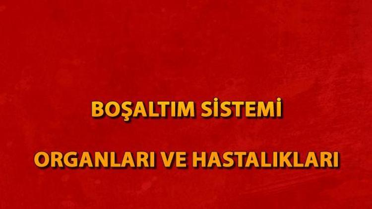 Boşaltım sistemi nedir Boşaltım sistemi organları ve hastalıkları nelerdir