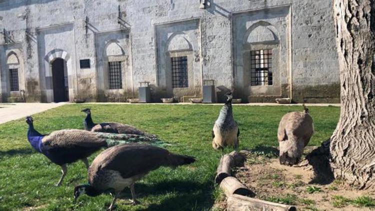 Yunan güvenlik güçlerinin gaz bombalarından etkilenen tavus kuşlarına koruma