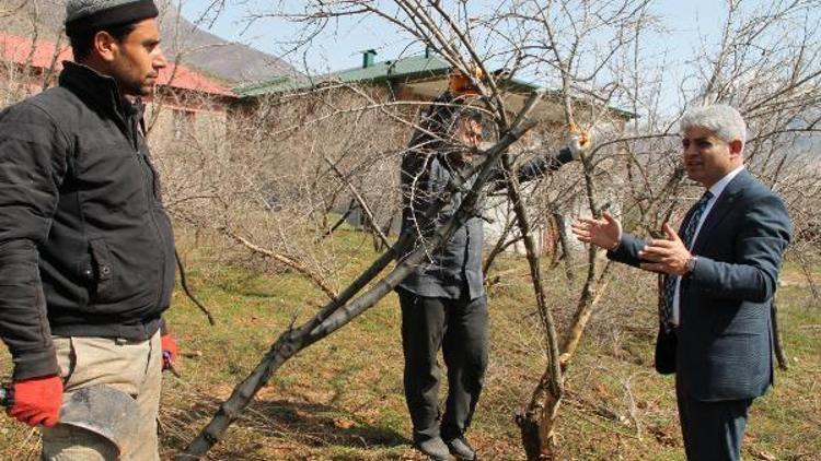 Bitlis’te ağaç budama sezonu başladı