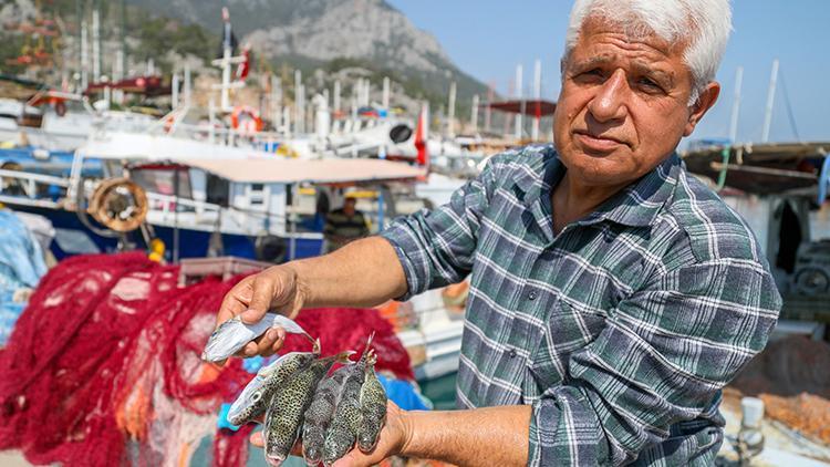 Antalyada balon balığıyla mücadelede, Kuyruğunu getir 5 lira al projesi balıkçıları sevindirdi