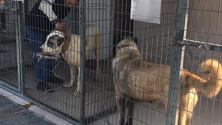 Manisada köpek dövüşüne jandarma baskını