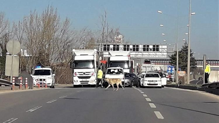 Köpeği yolu karşısına geçirmek için trafiği durdurdular