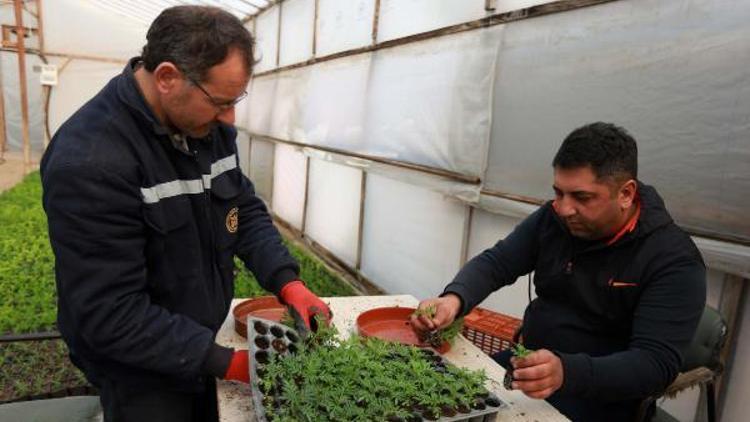 Yenimahallede 750 bin çiçek toprakla buluşacak