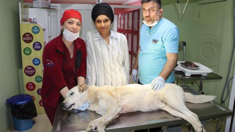 Köpeğin vücudundaki 2 kiloluk tümör alındı