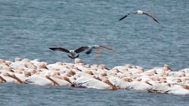 Pelikanlar Mersinde göç molası verdi