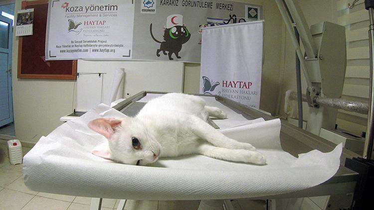 3üncü kattan düşünce bacağı kırılan kedi ameliyatla sağlığına kavuştu