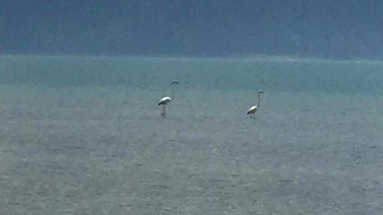 Eğirdir Gölünde ilk kez flamingolar görüldü