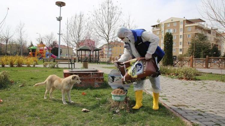 Çankırı Belediyesi, sokak hayvanlarını unutmadı
