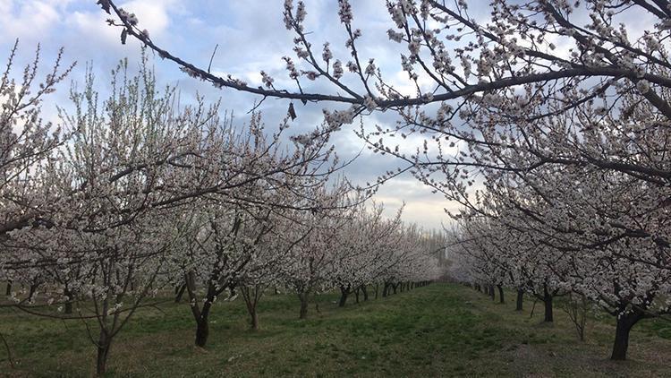 Iğdırda, kayısı ağaçları çiçek açtı