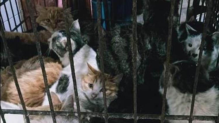 Virüs orada ortaya çıkmıştı Çin’de hayvan pazarları yeniden açıldı