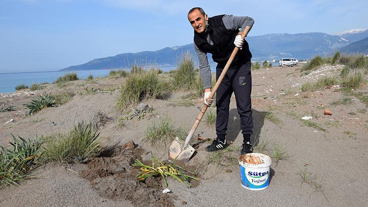 Antalyada sınıf öğretmeni koruma altındaki kum zambaklarının fidesini yetiştirip, toprakla buluşturuyor
