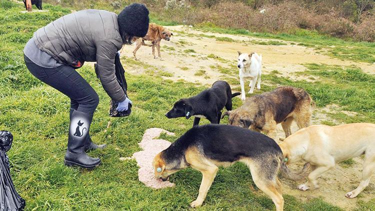 Ormandaki canlara haftada 8 ton gıda