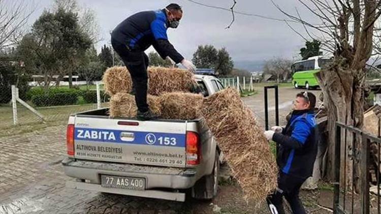 Hayvanların yemini zabıta ulaştırdı