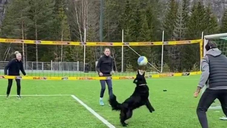 Sosyal medya bu görüntüyü konuşuyor Norveçli voleybolcunun köpeğiyle antrenmanı hayran bıraktı