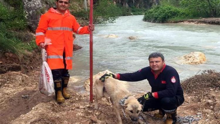 Mahsur kaldığı yerde 6 yavru doğurdu