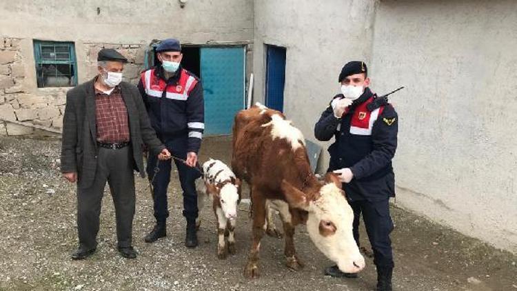 Sorgunda çalınan hayvanlar sahibine teslim edildi, 5 kişi gözaltına alındı