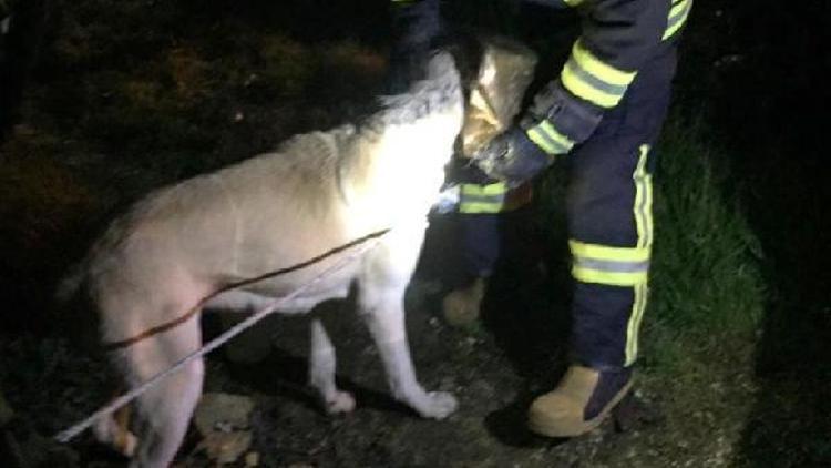 Başı tenekeye sıkışan köpeği itfaiye kurtardı