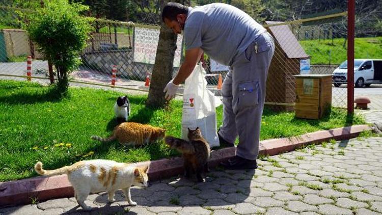 Kahramanmaraşta sokak hayvanları unutulmadı