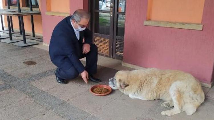 Belediye başkanı ilçedeki sokak hayvanlarını besledi