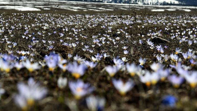 Rengarenk çiçekler ve beyaz örtüyle kaplı ormanlar arasındaki güzellik