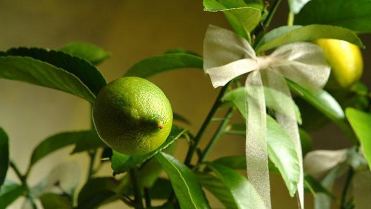 Evde limon ağacı nasıl yetiştirilir