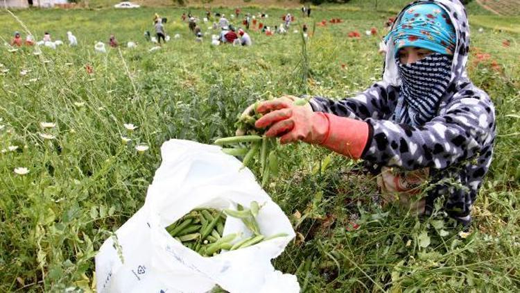 Yenişehir Ovası mevsimlik tarım işçilerini bekliyor
