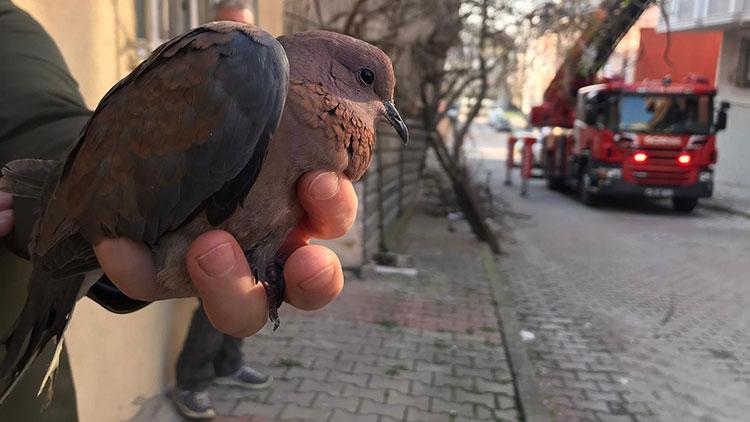 Cam korkuluğuna sıkışan kumruyu itfaiye kurtardı