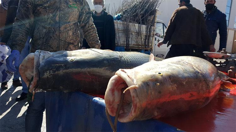 Erzincan’da Fırat Nehri’nde yakaladılar Dev turna balıkları…