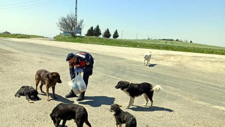 Jandarma, sokak hayvanlarını besledi