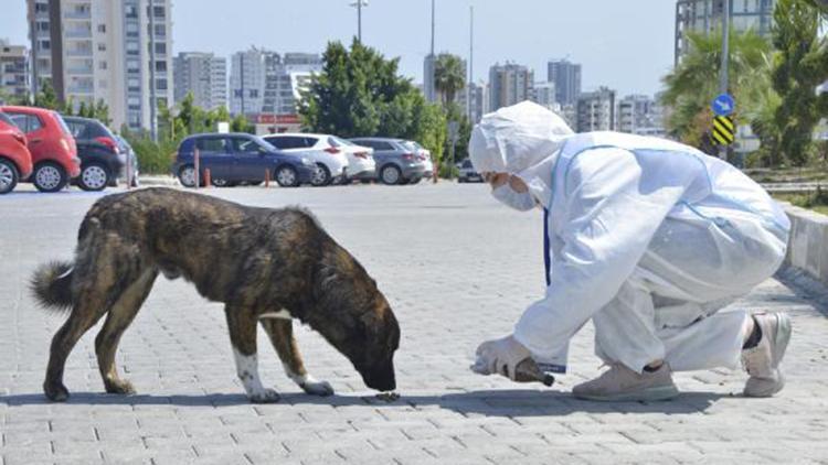 Mersinde, sokak hayvanları unutulmadı