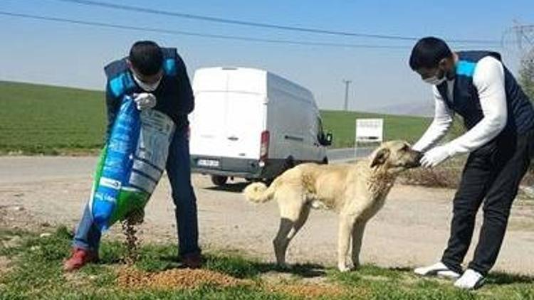 Her gün yem ve su bırakılıyor