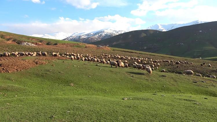 Muşta ovalarda bahar, yükseklerde kış hüküm sürüyor