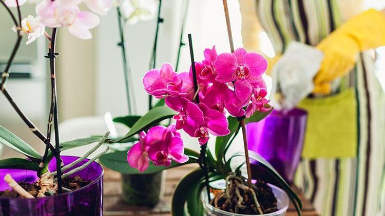 Evde orkide bakımının püf noktaları