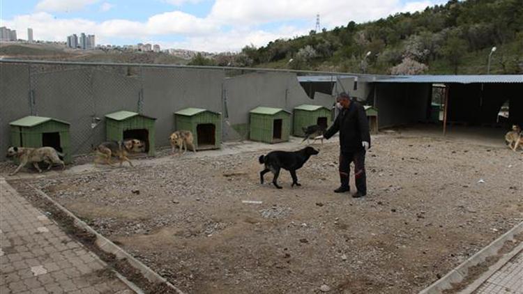 Sokak hayvanları korona virüsle mücadele döneminde unutulmadı