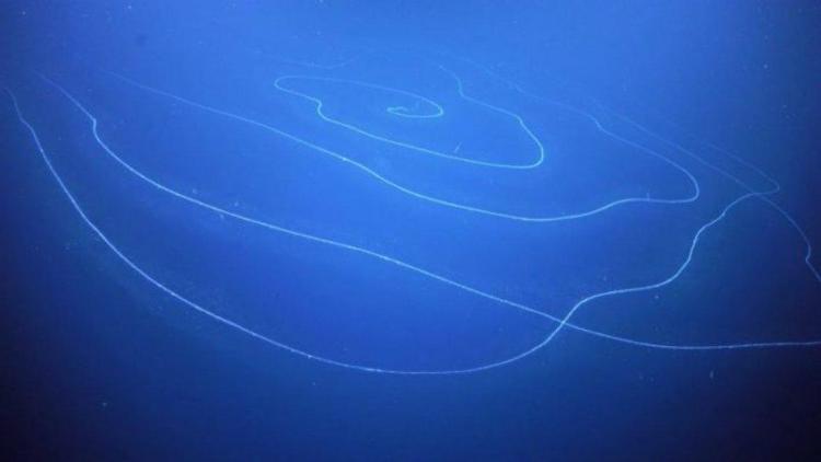 Okyanus dibinde bilinen en uzun hayvan keşfedildi