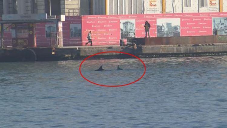 Deniz trafiği azaldı, yunuslar daha çok görülmeye başladı