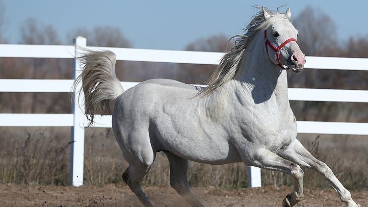 Turbo 1.5 milyar lira kazandırdı