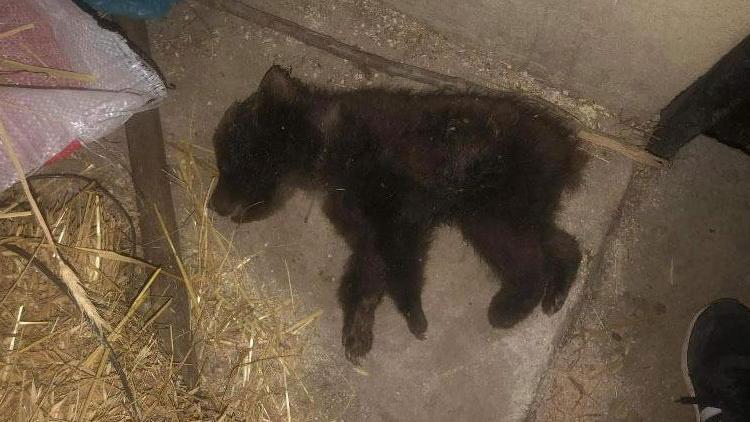 Köpeklerin saldırdığı yavru ayı öldü